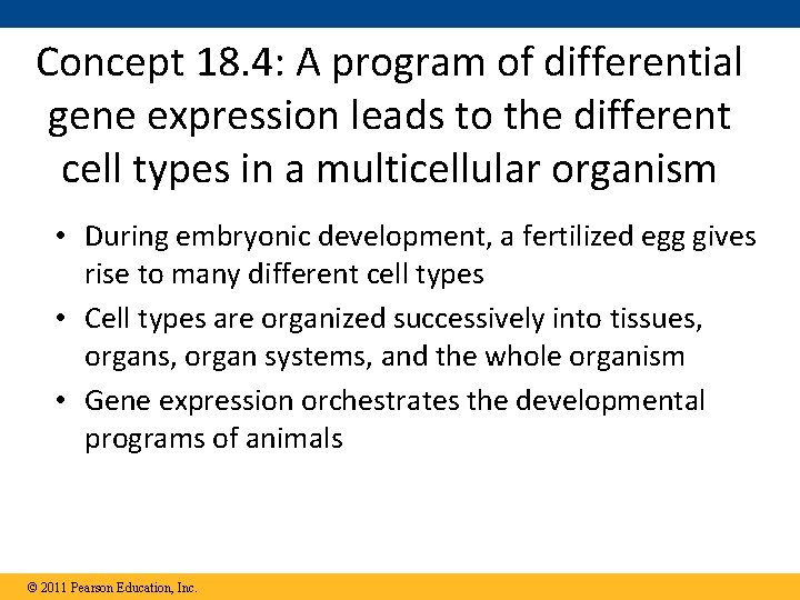 Concept 18. 4: A program of differential gene expression leads to the different cell