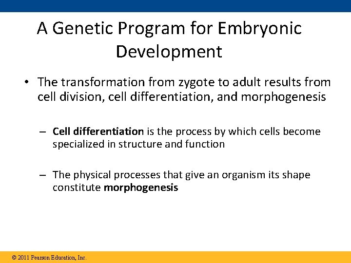 A Genetic Program for Embryonic Development • The transformation from zygote to adult results
