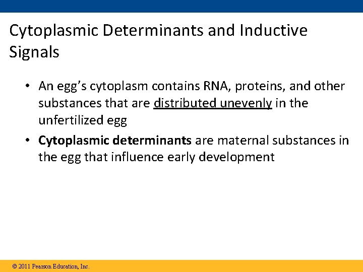 Cytoplasmic Determinants and Inductive Signals • An egg’s cytoplasm contains RNA, proteins, and other