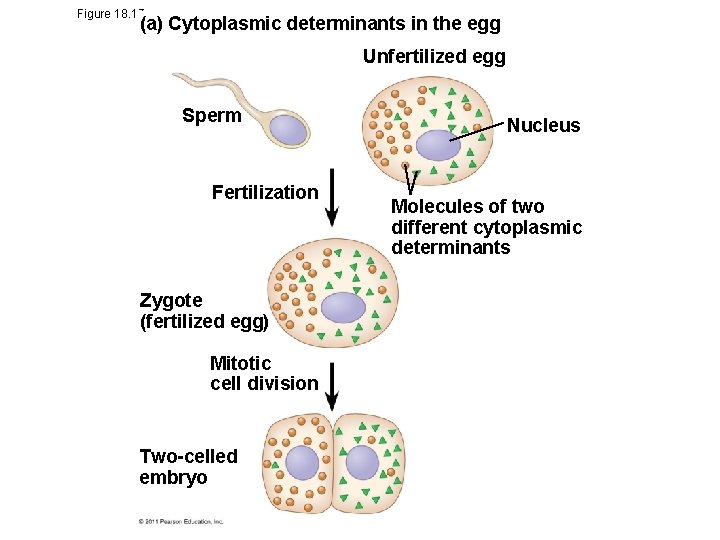 Figure 18. 17 a (a) Cytoplasmic determinants in the egg Unfertilized egg Sperm Fertilization