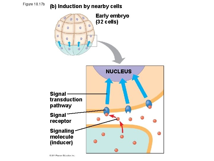 Figure 18. 17 b (b) Induction by nearby cells Early embryo (32 cells) NUCLEUS