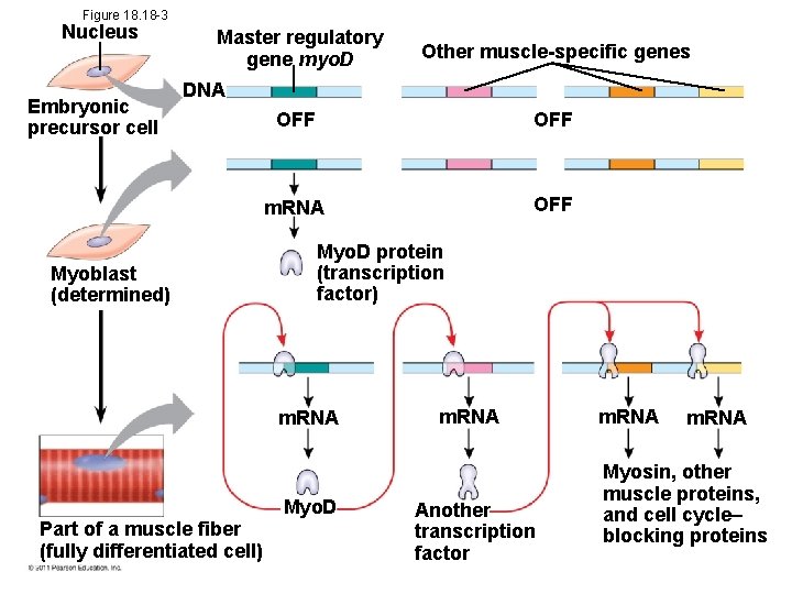 Figure 18. 18 -3 Nucleus Embryonic precursor cell Master regulatory gene myo. D Other