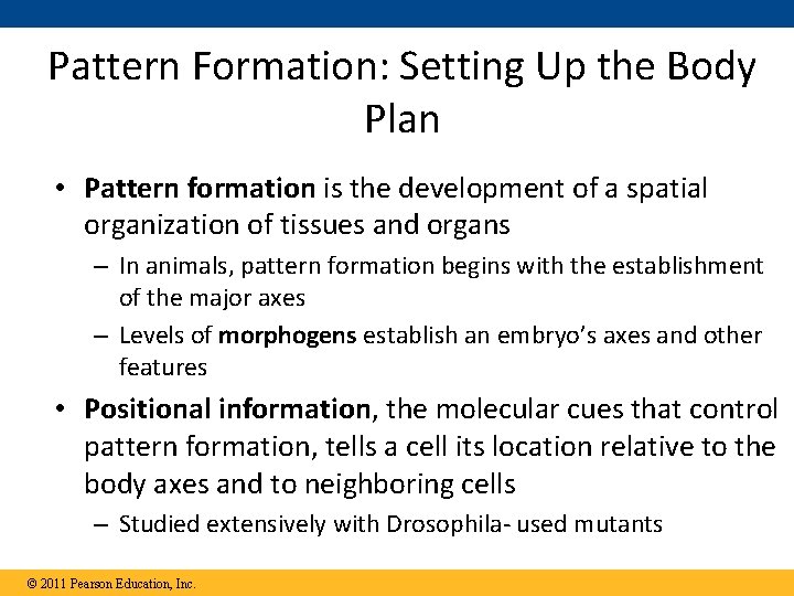 Pattern Formation: Setting Up the Body Plan • Pattern formation is the development of