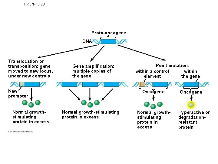 Figure 18. 23 Proto-oncogene DNA Translocation or transposition: gene moved to new locus, under