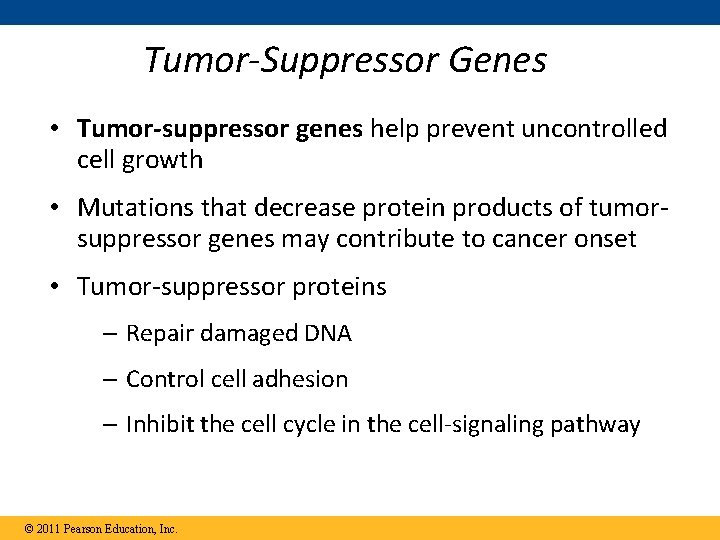 Tumor-Suppressor Genes • Tumor-suppressor genes help prevent uncontrolled cell growth • Mutations that decrease