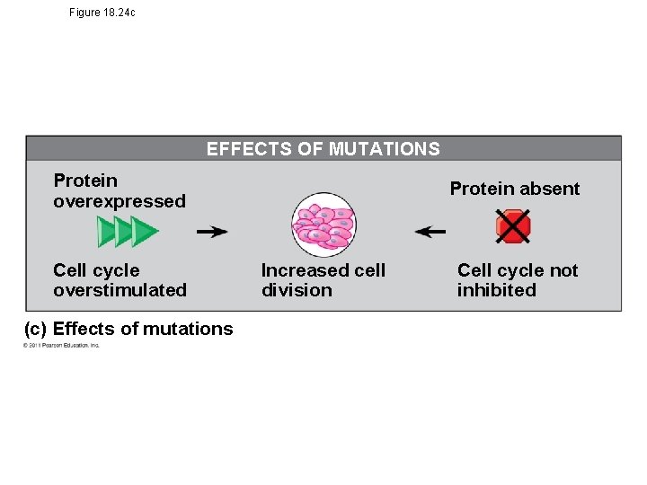 Figure 18. 24 c EFFECTS OF MUTATIONS Protein overexpressed Cell cycle overstimulated (c) Effects