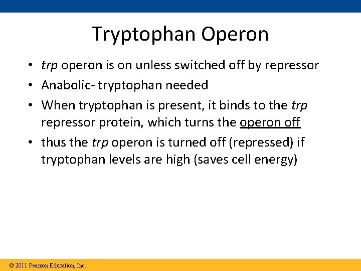 Tryptophan Operon • trp operon is on unless switched off by repressor • Anabolic-