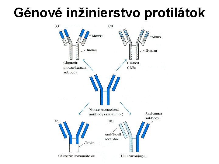 Génové inžinierstvo protilátok Génové inžinierstvo protilátok