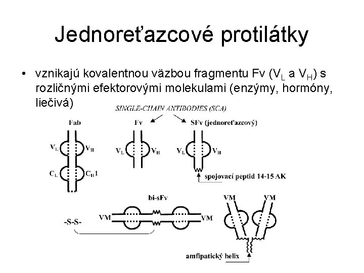 Jednoreťazcové protilátky • vznikajú kovalentnou väzbou fragmentu Fv (VL a VH) s rozličnými efektorovými Jednoreťazcové protilátky • vznikajú kovalentnou väzbou fragmentu Fv (VL a VH) s rozličnými efektorovými