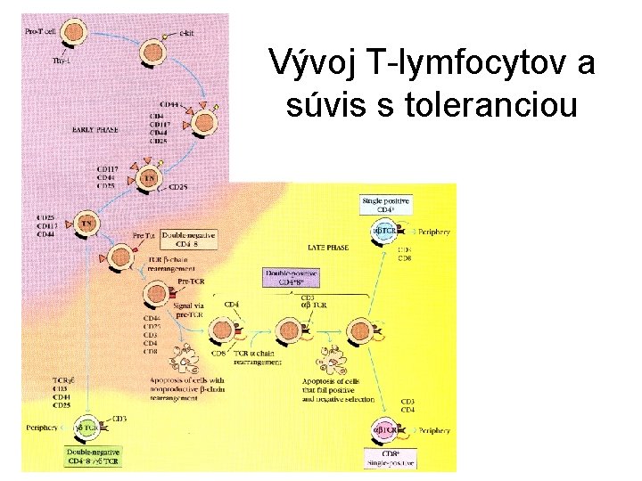 Vývoj T-lymfocytov a súvis s toleranciou Vývoj T-lymfocytov a súvis s toleranciou