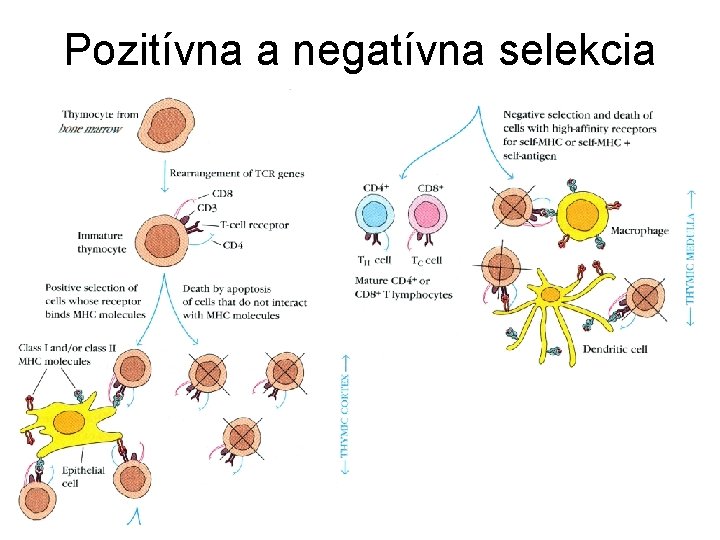 Pozitívna a negatívna selekcia Pozitívna a negatívna selekcia