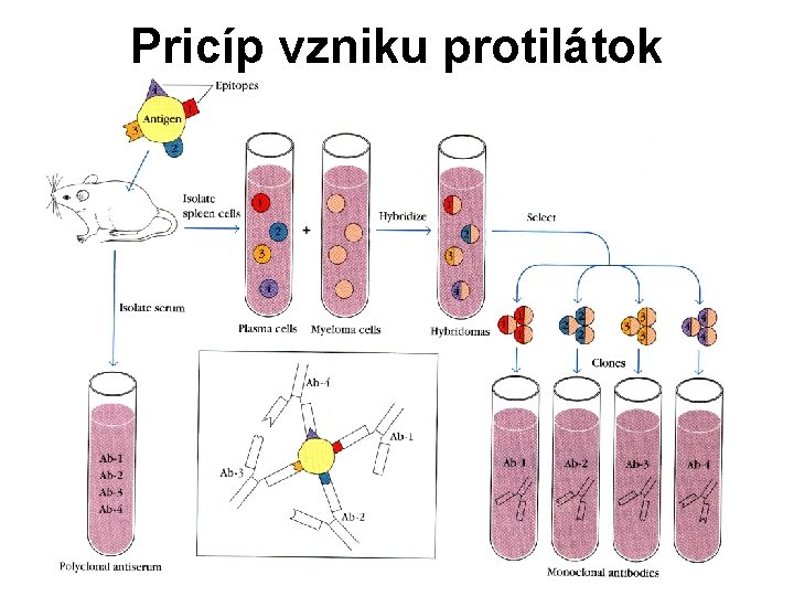 Pricíp vzniku protilátok Pricíp vzniku protilátok
