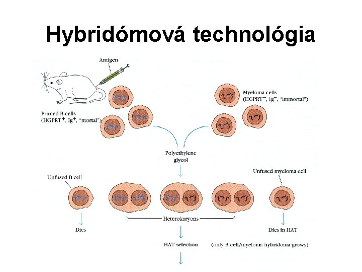 Hybridómová technológia Hybridómová technológia