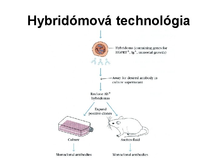 Hybridómová technológia Hybridómová technológia
