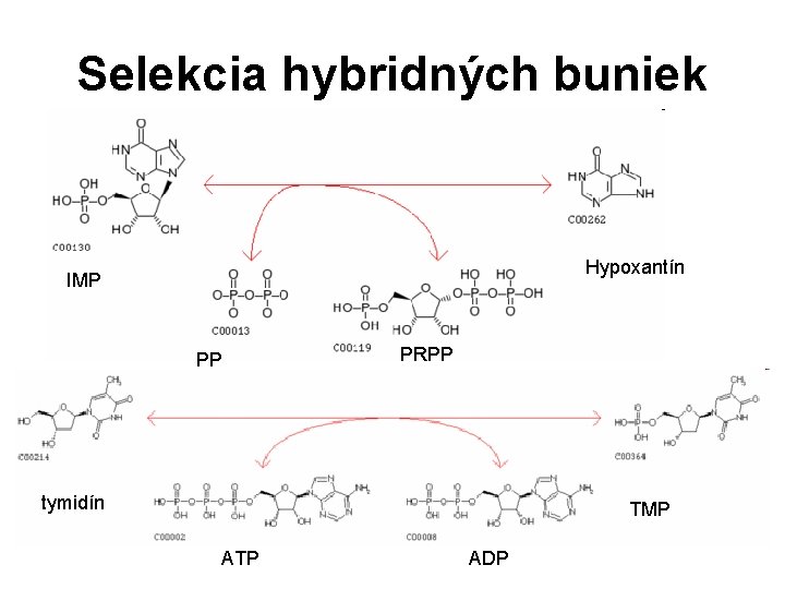 Selekcia hybridných buniek Hypoxantín IMP PP PRPP tymidín TMP ATP ADP Selekcia hybridných buniek Hypoxantín IMP PP PRPP tymidín TMP ATP ADP