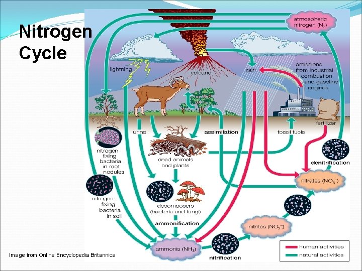 Nitrogen Cycle Image from Online Encyclopedia Britannica 