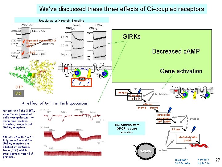 We’ve discussed these three effects of Gi-coupled receptors Regulators of G protein Signaling tune