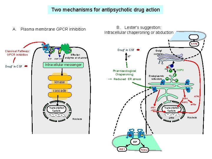 Two mechanisms for antipsychotic drug action A. Plasma membrane GPCR inhibition B. Lester’s suggestion: