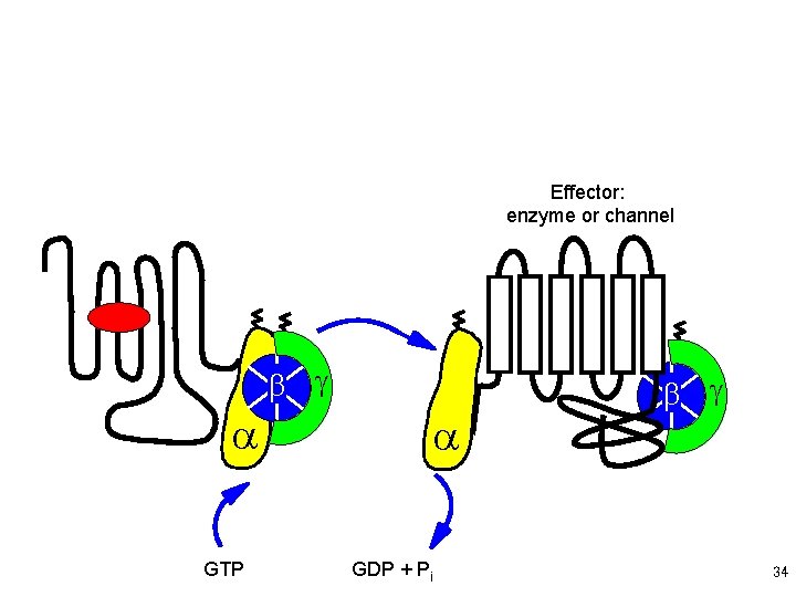 Effector: enzyme or channel b g a GTP a GDP + Pi b g