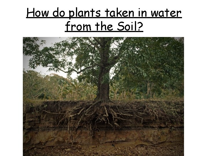 How do plants taken in water from the Soil? 