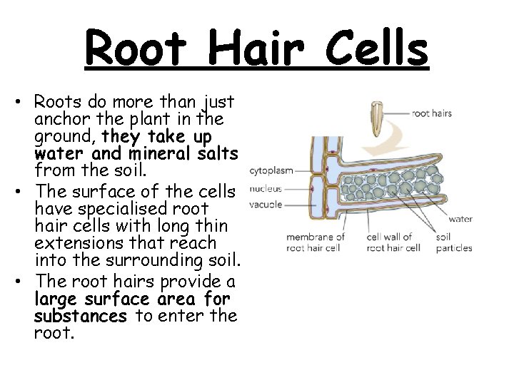 Root Hair Cells • Roots do more than just anchor the plant in the