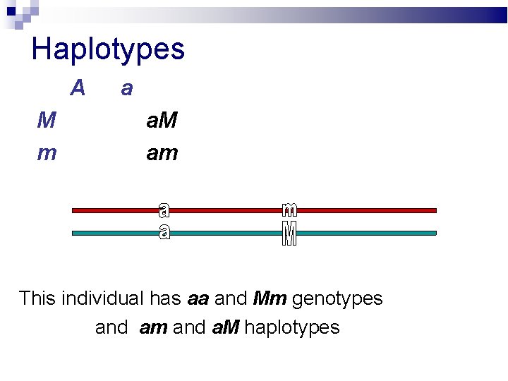 Haplotypes A M m a a. M am This individual has aa and Mm