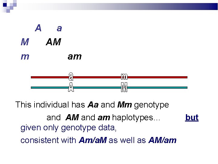 A M m a AM am This individual has Aa and Mm genotype and