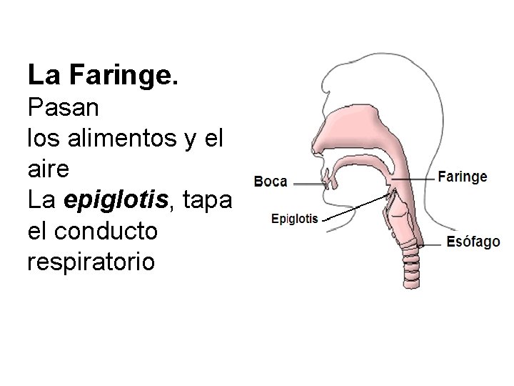 La Faringe. Pasan los alimentos y el aire La epiglotis, tapa el conducto respiratorio