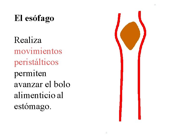 El esófago Realiza movimientos peristálticos permiten avanzar el bolo alimenticio al estómago. 