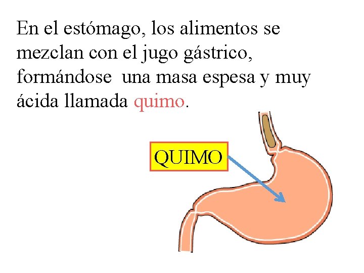 En el estómago, los alimentos se mezclan con el jugo gástrico, formándose una masa