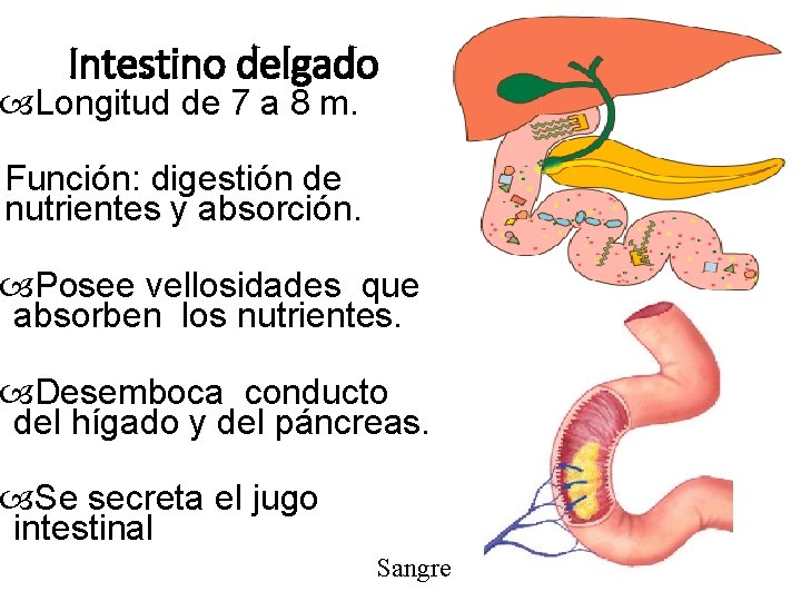 Intestino delgado Longitud de 7 a 8 m. Función: digestión de nutrientes y absorción.