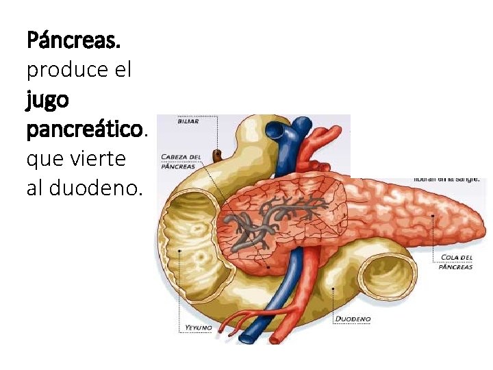 Páncreas. produce el jugo pancreático. que vierte al duodeno. 