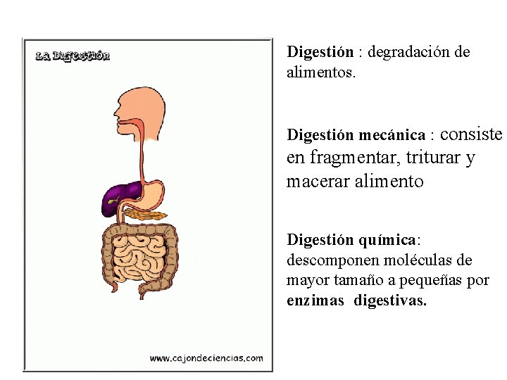 Digestión : degradación de alimentos. Digestión mecánica : consiste en fragmentar, triturar y macerar