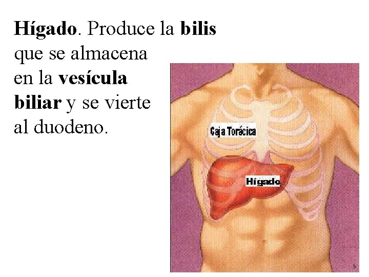 Hígado. Produce la bilis que se almacena en la vesícula biliar y se vierte