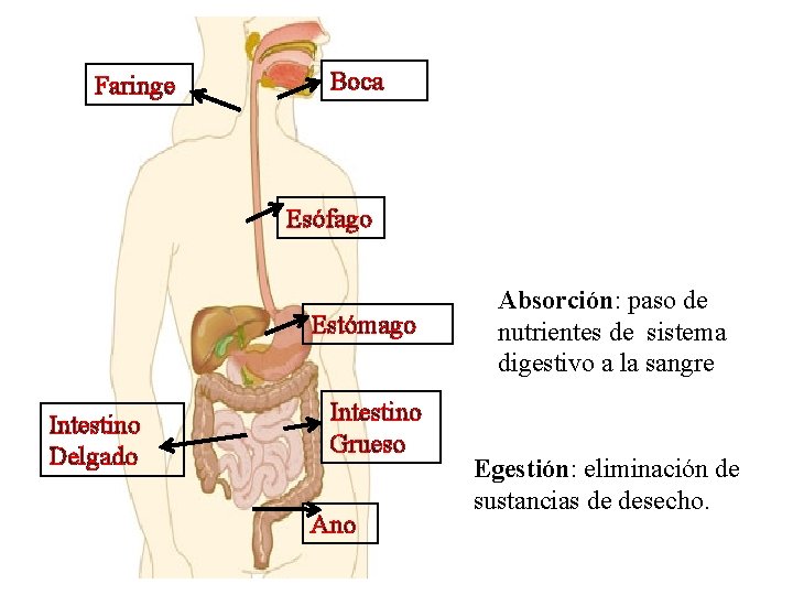 Faringe Boca Esófago Estómago Intestino Delgado Intestino Grueso Ano Absorción: paso de nutrientes de