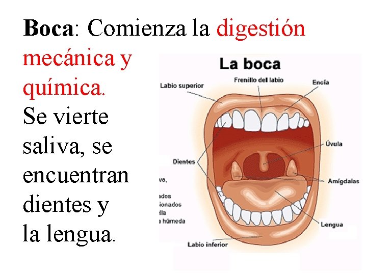 Boca: Comienza la digestión mecánica y química. Se vierte saliva, se encuentran dientes y