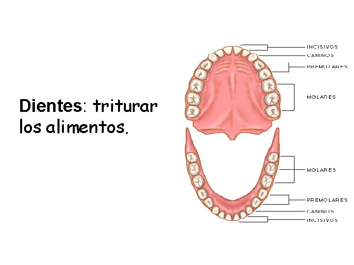 Dientes: triturar los alimentos. 