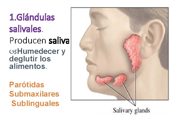 1. Glándulas salivales. Producen saliva. Humedecer y deglutir los alimentos. Parótidas Submaxilares Sublinguales 