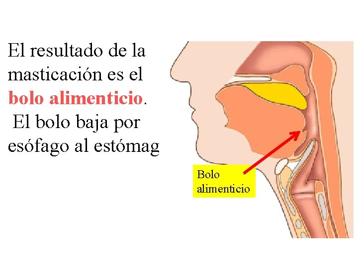 El resultado de la masticación es el bolo alimenticio. El bolo baja por esófago