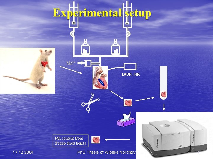 Experimental setup Mn 2+ LVDP, HR Mn content from freeze-dried hearts 17. 12. 2004