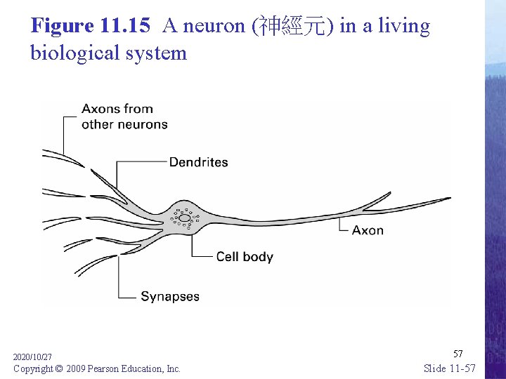 Figure 11. 15 A neuron (神經元) in a living biological system 2020/10/27 Copyright ©
