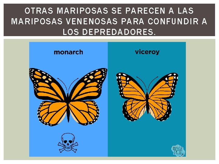 OTRAS MARIPOSAS SE PARECEN A LAS MARIPOSAS VENENOSAS PARA CONFUNDIR A LOS DEPREDADORES. 