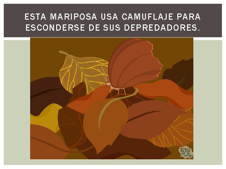 ESTA MARIPOSA USA CAMUFLAJE PARA ESCONDERSE DE SUS DEPREDADORES. 