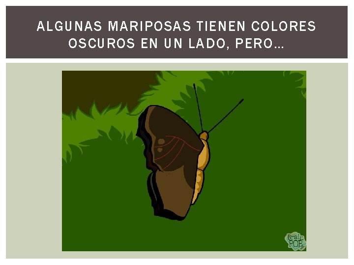 ALGUNAS MARIPOSAS TIENEN COLORES OSCUROS EN UN LADO, PERO… 