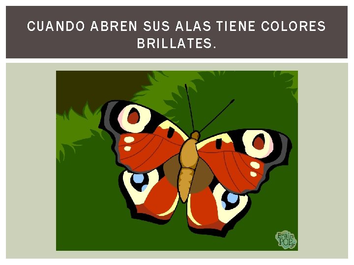 CUANDO ABREN SUS ALAS TIENE COLORES BRILLATES. 