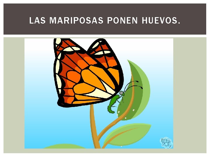 LAS MARIPOSAS PONEN HUEVOS. 