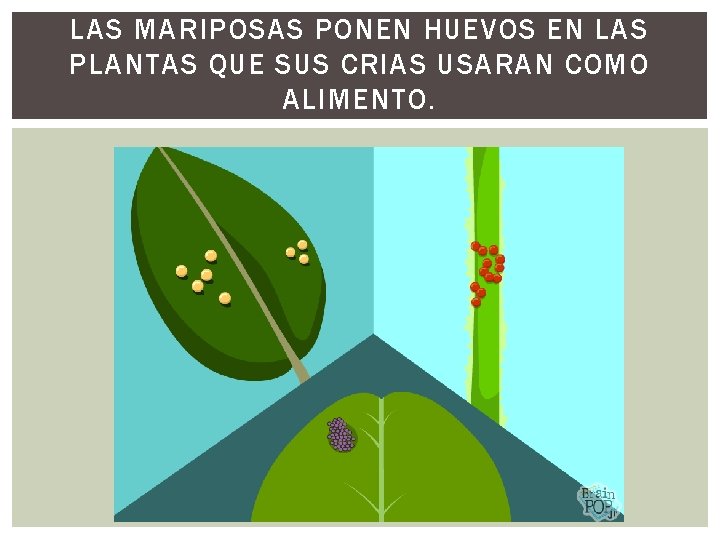 LAS MARIPOSAS PONEN HUEVOS EN LAS PLANTAS QUE SUS CRIAS USARAN COMO ALIMENTO. 