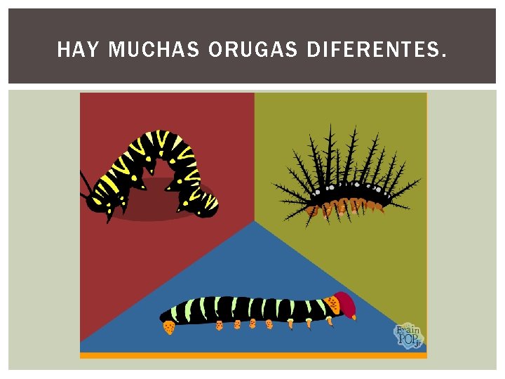 HAY MUCHAS ORUGAS DIFERENTES. 