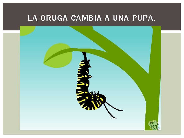 LA ORUGA CAMBIA A UNA PUPA. 