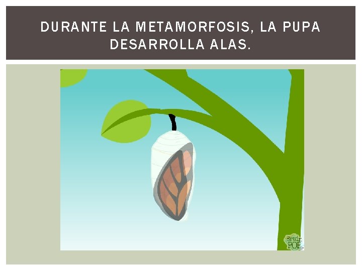 DURANTE LA METAMORFOSIS, LA PUPA DESARROLLA ALAS. 